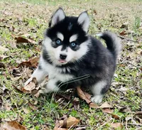Toy Boy 2, a male Pomsky for sale in Monroe, GA – Photo 1 of 3