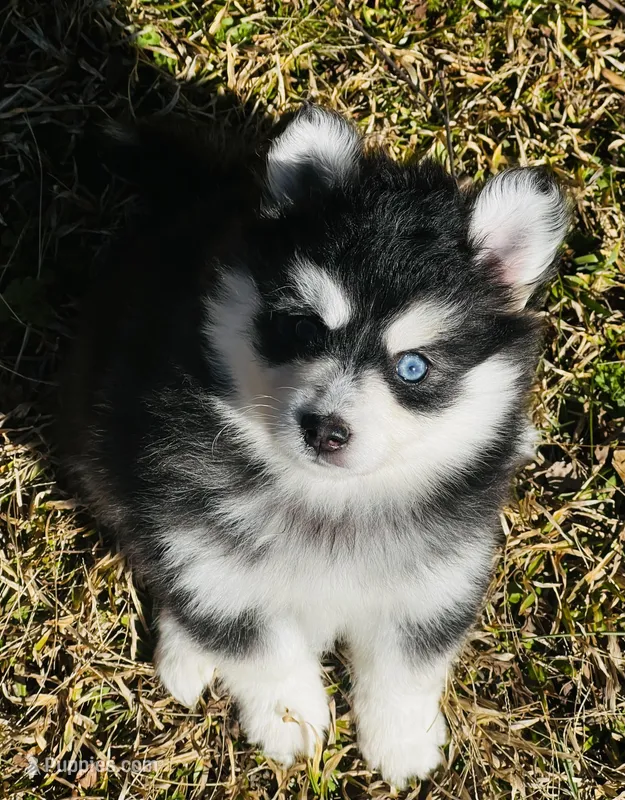 Toy Female 1 – Pomsky puppy for sale in Monroe, GA