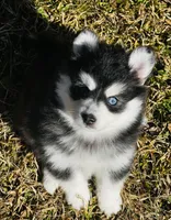 Toy Female 1, a female Pomsky for sale in Monroe, GA – Photo 2 of 2