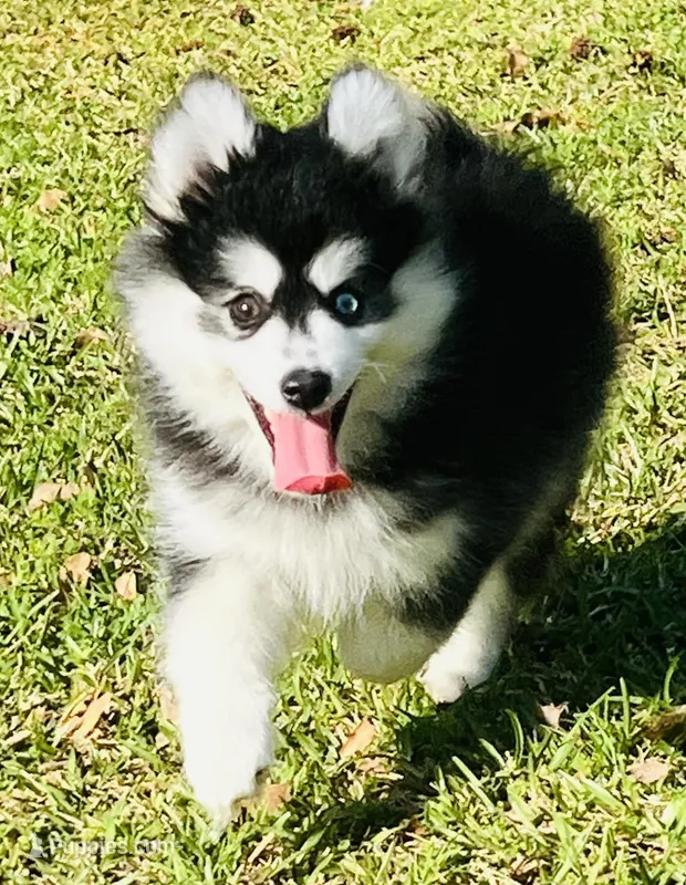 Toy Female 1 – Pomsky puppy for sale in Monroe, GA