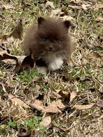 Micro Girl, a female Pomeranian for sale in Monroe, GA – Photo 4 of 4
