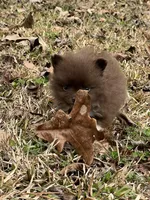 Micro Girl, a female Pomeranian for sale in Monroe, GA – Photo 3 of 4