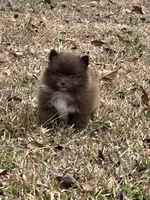 Tiny Chocolate Boy 1, a male Pomeranian for sale in Monroe, GA – Photo 4 of 4