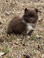 Tiny Chocolate Boy 1, a male Pomeranian for sale in Monroe, GA – Photo 2 of 4
