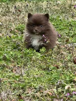 Tiny Chocolate Boy 1, a male Pomeranian for sale in Monroe, GA – Photo 1 of 4