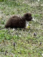 Tiny Chocolate Boy 1, a male Pomeranian for sale in Monroe, GA – Photo 3 of 4