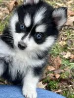 Toy Boy 1, a male Pomsky for sale in Monroe, GA – Photo 2 of 3