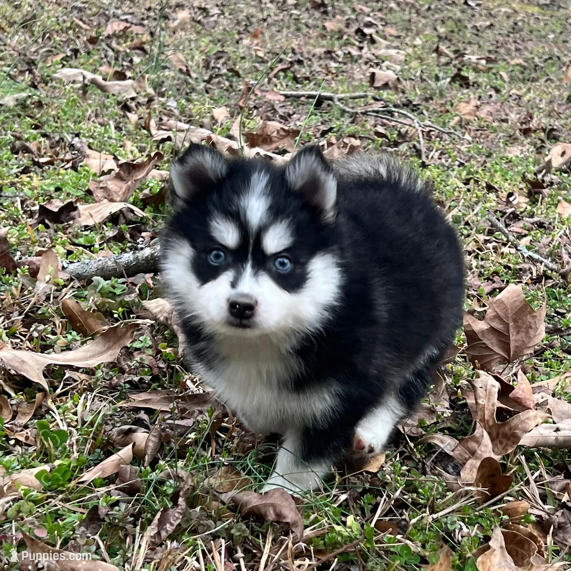 Toy Boy 1, a male Pomsky for sale in Monroe, GA – Photo 3 of 3