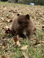 Tiny Chocolate Boy 2, a male Pomeranian for sale in Monroe, GA – Photo 2 of 5