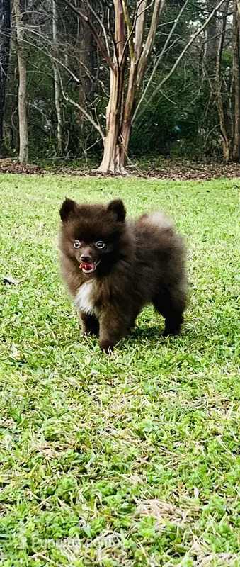 Tiny Chocolate Boy 2 – Pomeranian puppy for sale in Monroe, GA