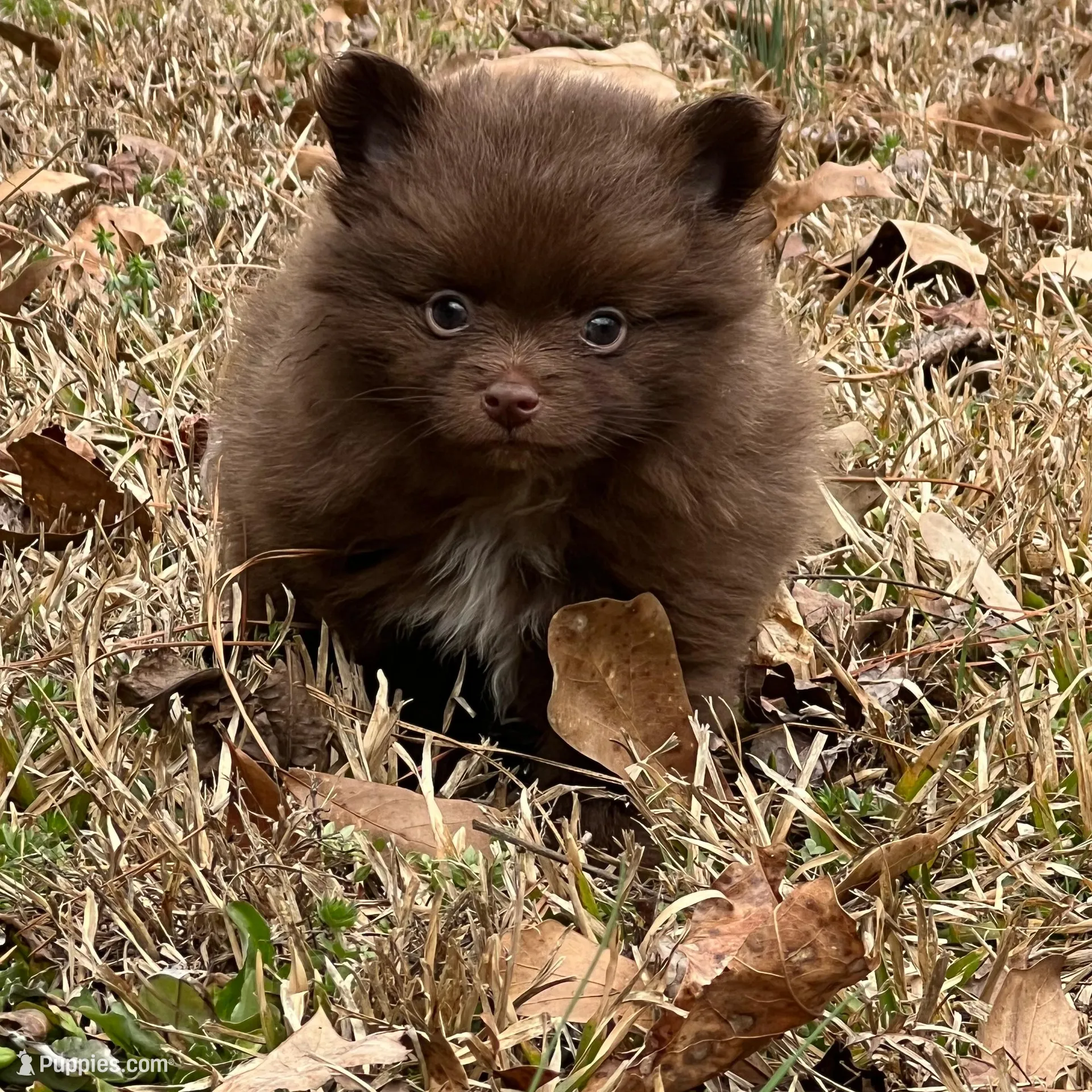 Tiny Chocolate Boy 2, a male Pomeranian for sale in Monroe, GA – Photo 4 of 5