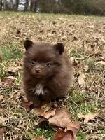 Tiny Chocolate Boy 2, a male Pomeranian for sale in Monroe, GA – Photo 3 of 5