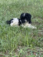 Chief, a male Miniature Schnauzer for sale in Millen, GA – 10 of 10