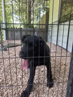 Bee, a female Giant Schnauzer for sale in Millen, GA – 2 of 5