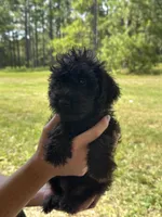 Duke, a male Miniature Schnauzer for sale in Millen, GA – 10 of 10