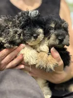Chief, a male Miniature Schnauzer for sale in Millen, GA – 5 of 10