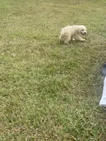 Ranger, a male Schnoodle for sale in Millen, GA – 5 of 8