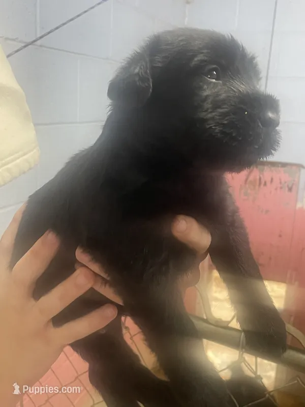 Odin – Giant Schnauzer puppy for sale in Millen, GA