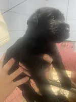 Odin, a male Giant Schnauzer for sale in Millen, GA – 1 of 4