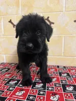 Hoss, a male Giant Schnauzer for sale in Millen, GA – Photo 3 of 10