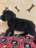 Hoss, a male Giant Schnauzer for sale in Millen, GA – Photo 9 of 10