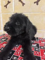 Hoss, a male Giant Schnauzer for sale in Millen, GA – Photo 2 of 10