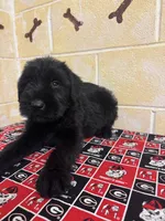 Hoss, a male Giant Schnauzer for sale in Millen, GA – Photo 7 of 10