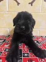 Hoss, a male Giant Schnauzer for sale in Millen, GA – Photo 4 of 10