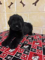 Hoss, a male Giant Schnauzer for sale in Millen, GA – Photo 5 of 10