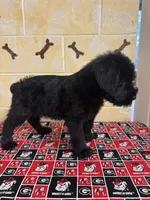Hoss, a male Giant Schnauzer for sale in Millen, GA – Photo 8 of 10