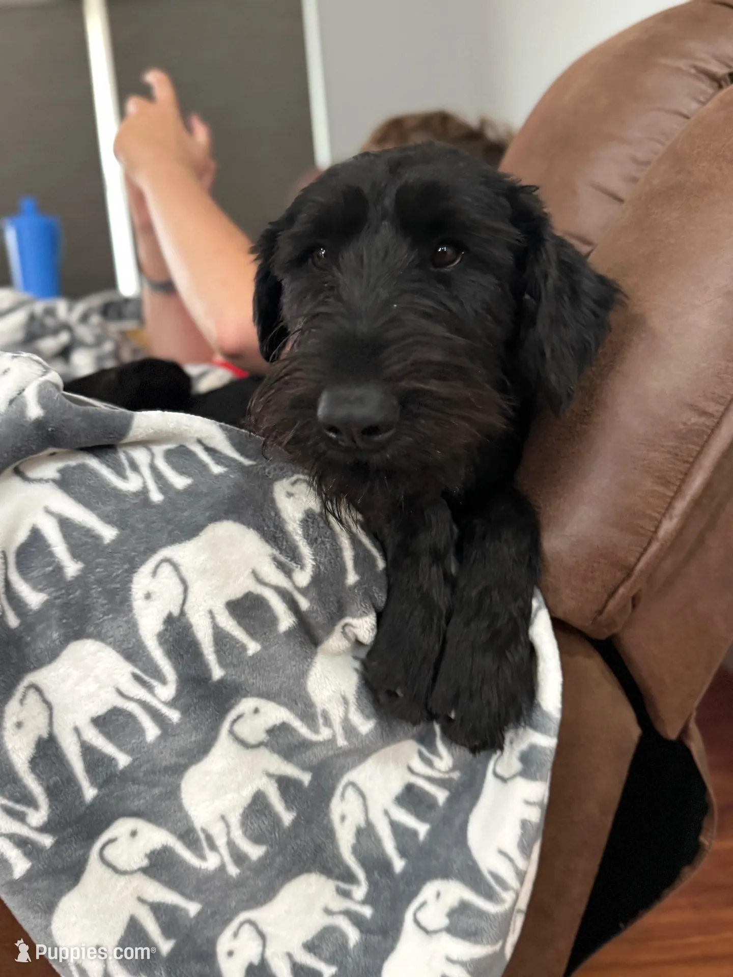 Penelope, a female Giant Schnauzer for sale in Millen, GA – Photo 6 of 7