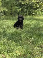 Duke, a male Miniature Schnauzer for sale in Millen, GA – 4 of 10