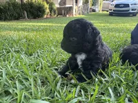 Lexi, a female Poodle - Miniature  for sale in Millen, GA – 6 of 6