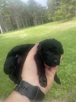 Pickles, a female Schnoodle for sale in Millen, GA – 7 of 8