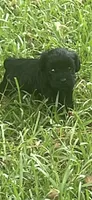Echo, a female Schnoodle for sale in Millen, GA – 5 of 8
