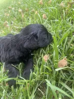 Echo, a female Schnoodle for sale in Millen, GA – 8 of 8