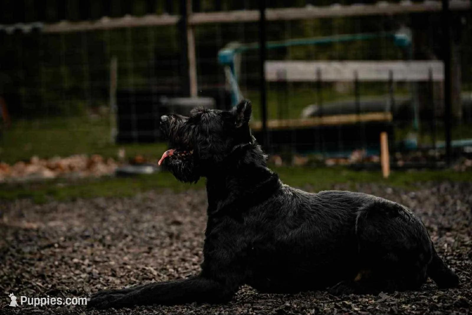 Penelope, a female Giant Schnauzer for sale in Millen, GA – Photo 7 of 7