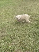 Ranger, a male Schnoodle for sale in Millen, GA – 7 of 8