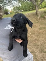 Betty Boo, a female Giant Schnauzer for sale in Millen, GA – Photo 4 of 8