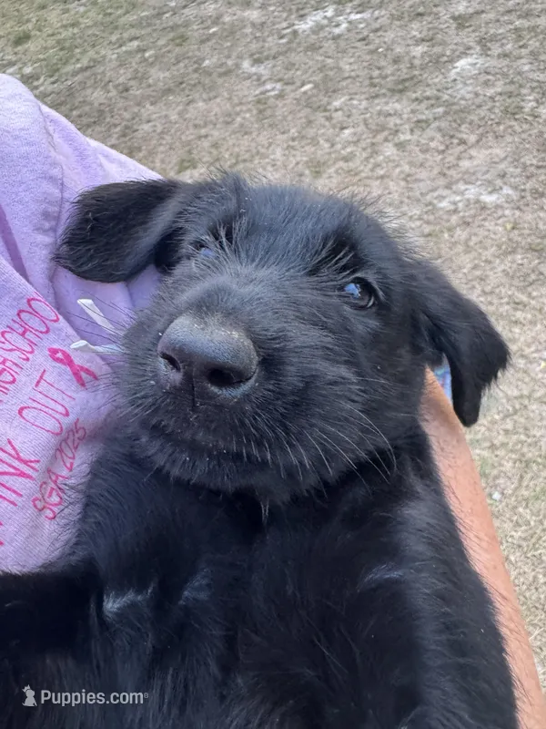 Betty Boo – Giant Schnauzer puppy for sale in Millen, GA