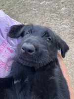 Betty Boo, a female Giant Schnauzer for sale in Millen, GA – Photo 3 of 8