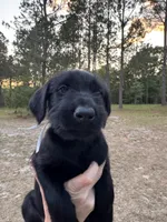 Betty Boo, a female Giant Schnauzer for sale in Millen, GA – Photo 6 of 8