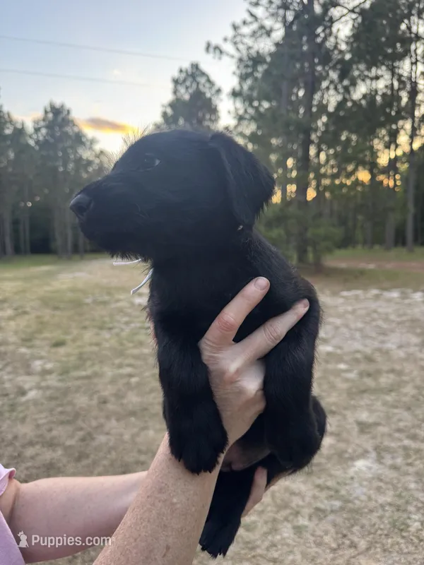 Betty Boo – Giant Schnauzer puppy for sale in Millen, GA