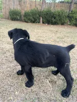 Betty Boo, a female Giant Schnauzer for sale in Millen, GA – Photo 5 of 8