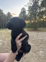 Betty Boo, a female Giant Schnauzer for sale in Millen, GA – Photo 2 of 8