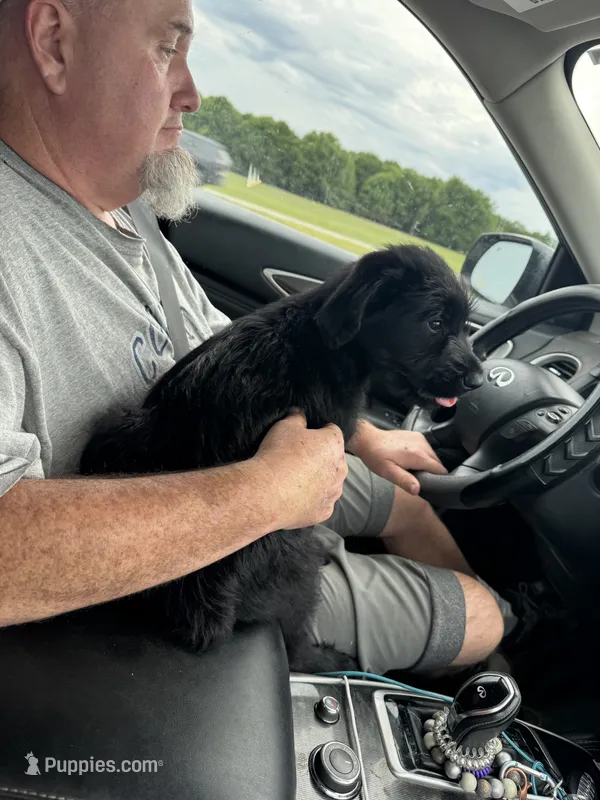 Queen Bee – Giant Schnauzer puppy for sale in Millen, GA