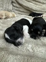 Chief, a male Miniature Schnauzer for sale in Millen, GA – 4 of 4