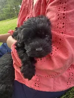 Echo, a female Schnoodle for sale in Millen, GA – 2 of 7