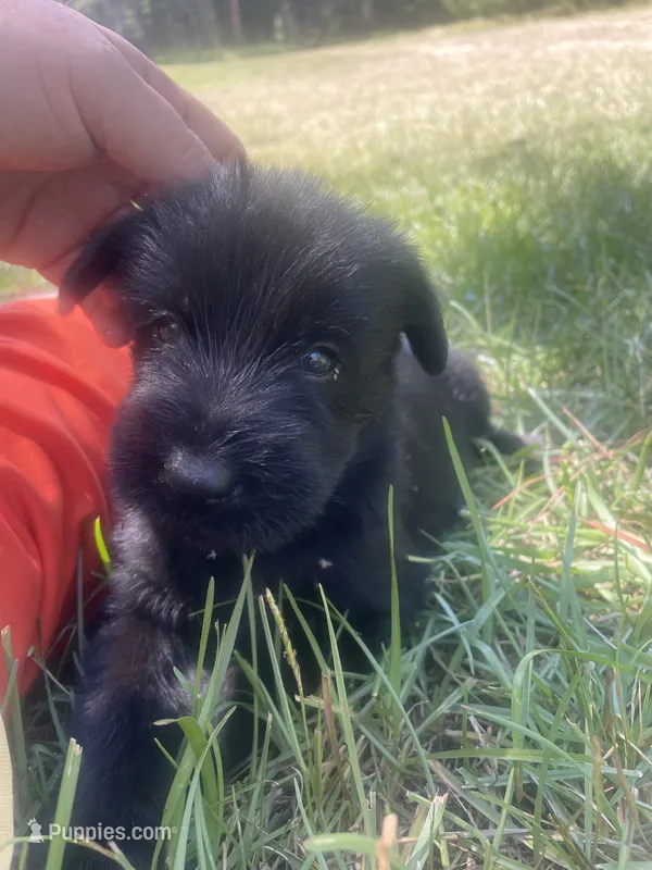 Lima – Giant Schnauzer puppy for sale in Millen, GA