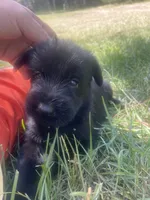 Lima, a female Giant Schnauzer for sale in Millen, GA – 1 of 4